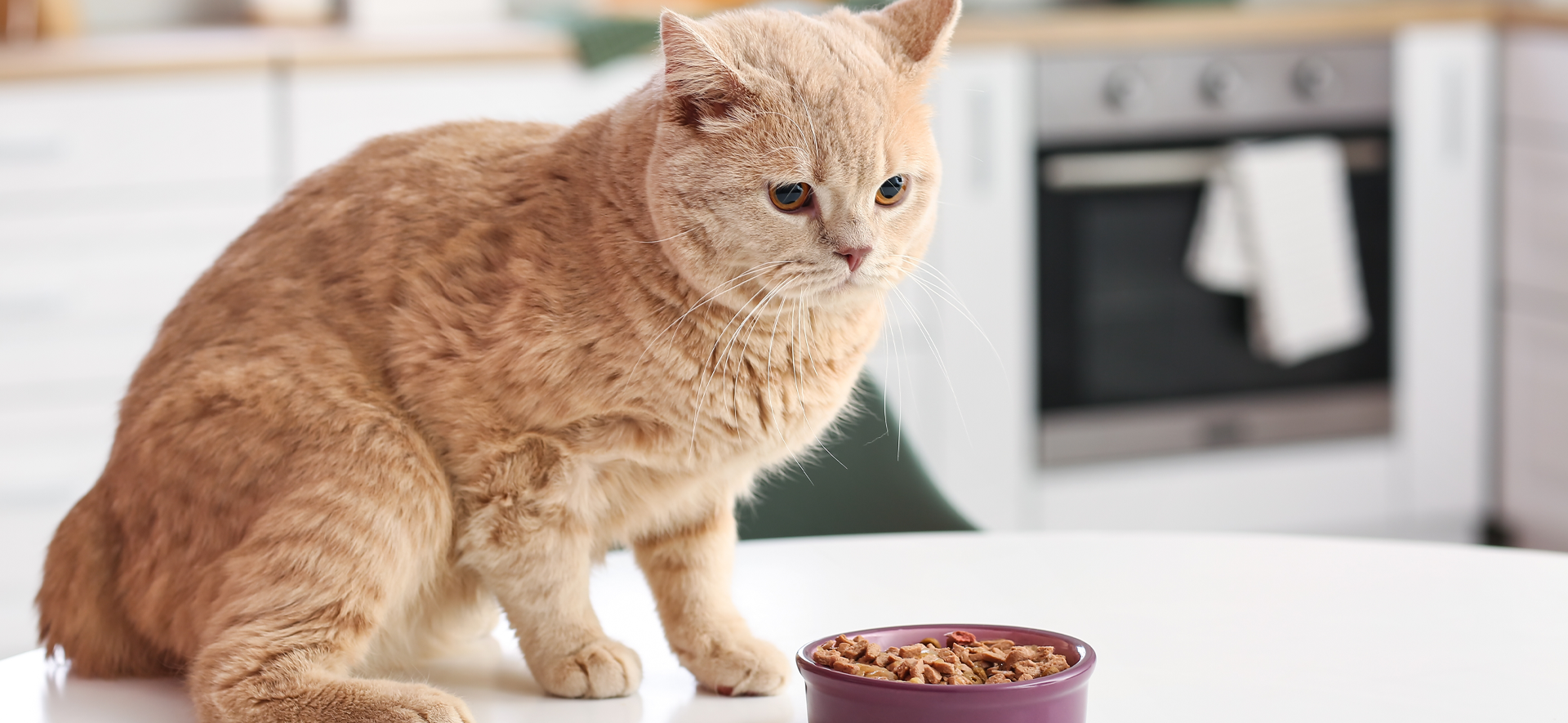 Beneficios y riesgos del atún para gatos